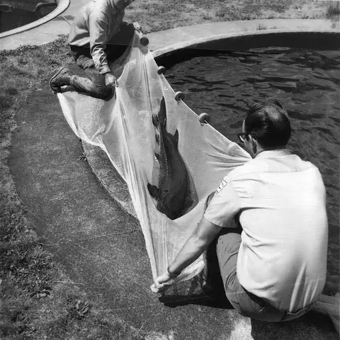 Two people handle a large fish in a net next to a pool.