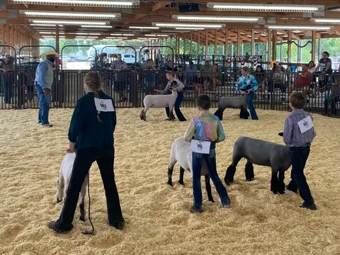 Children show sheep in a large indoor livestock pavilion.