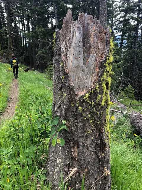 A hiker walks along a forested trail next to a tall, moss-covered tree stump.