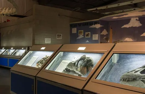 A museum exhibit shows dinosaur fossils inside illuminated display cases.