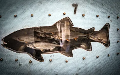 Several fish are visible inside a fish-shaped viewing window on a wall.