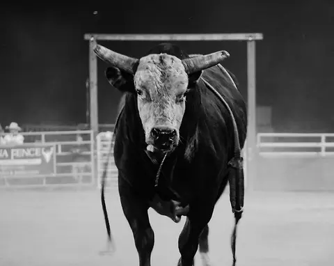A large bull stands in an arena facing the camera.