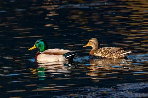 Two ducks swimming in the water.