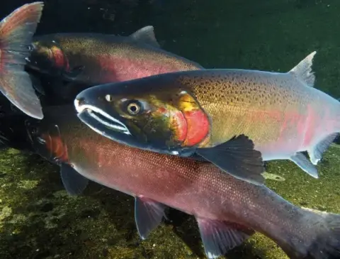 An underwater view of several salmon swimming in a river.