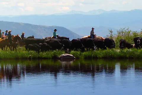 Cowboys on horseback herd cattle near a body of water with mountains in the background.