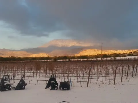 A vineyard covered in snow with mountains in the background.