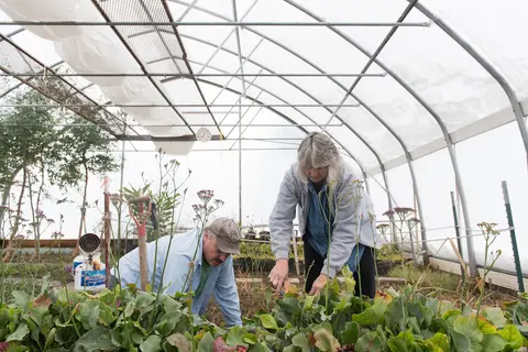 Two people work inside a greenhouse.