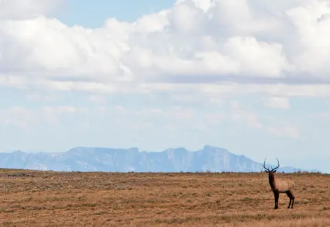 An elk stands in a grassy field with distant mountains beneath a cloudy sky.