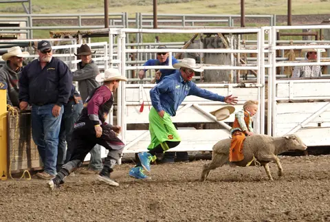 A child rides a sheep during a rodeo event while adults and clowns watch nearby.