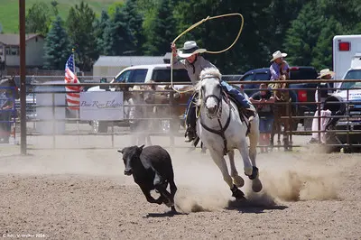 A rider on a white horse lassos a calf in a dusty arena.