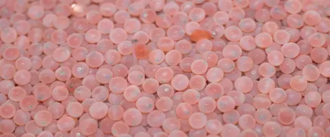 A close-up view of pink fish eggs with a few small hatching fry visible.