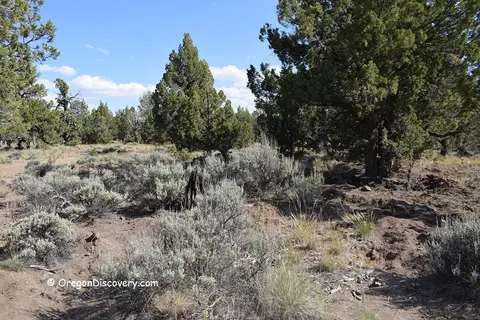 A landscape view showing juniper trees and sagebrush in a dry area.