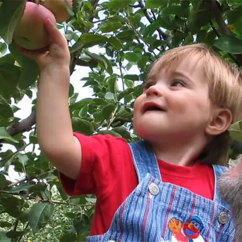 A young child reaches up to pick an apple from a tree.