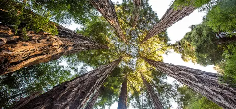 A low-angle view looking up at tall trees with thick trunks in a forest.