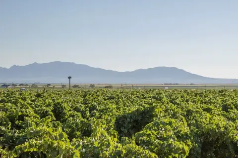 A vineyard with mountains in the background under a clear sky.