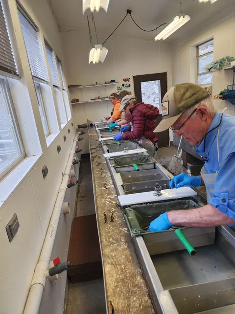 People working at a row of fish tanks indoors.