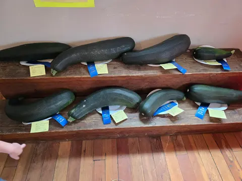 A display of large zucchinis with ribbons and tags on wooden shelves.