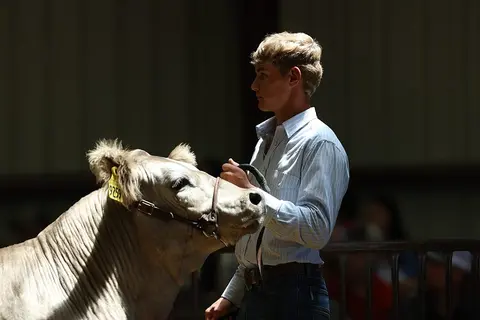 A young person holding a cow inside a building.