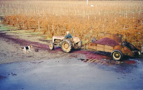 A person drives a tractor with a trailer of grapes through a vineyard with a dog nearby.