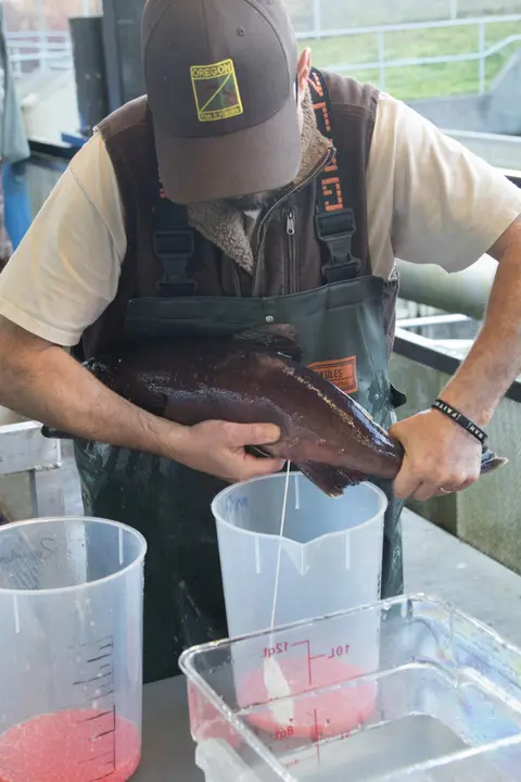 A person in waders handles a fish over measuring containers.
