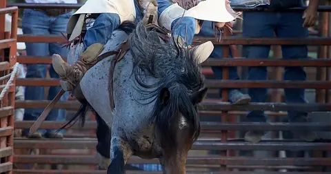 A bucking horse and rider emerge from a chute at a rodeo.