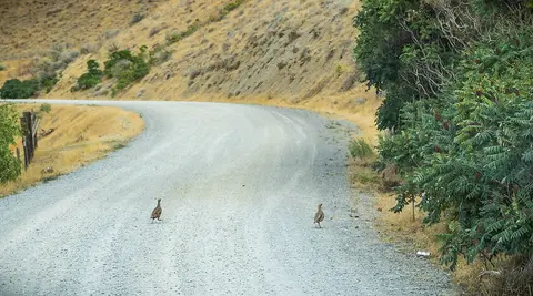 Two birds walking across a gravel road beside a dry hillside and green bushes.
