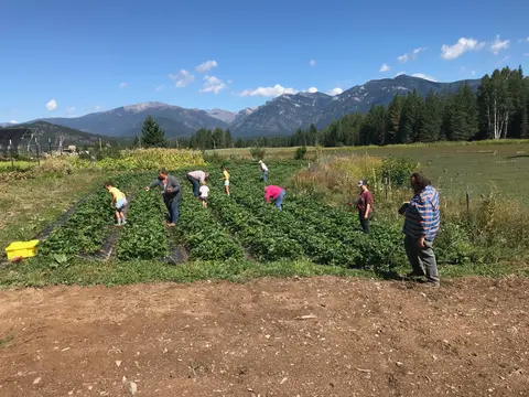 People picking produce in a farm field with mountains in the background.