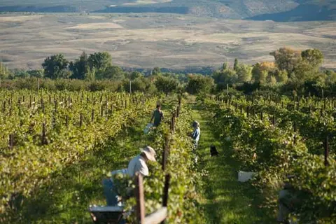 People working in a vineyard with hills in the background.