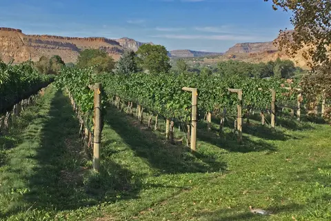 A vineyard rows stretching towards distant cliffs under a blue sky.