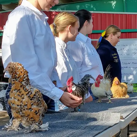 Several people stand behind a table displaying chickens.