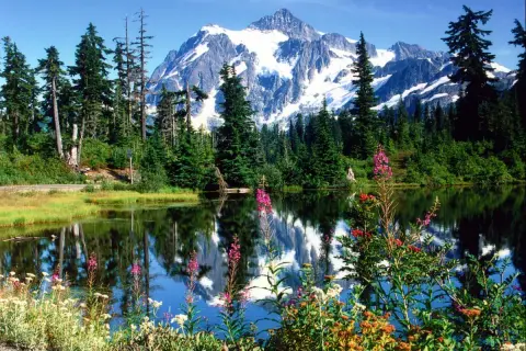 A scenic view of a snow-capped mountain reflected in a lake with wildflowers in the foreground.