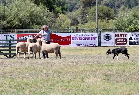 A person with sheep in a field being herded by a border collie.