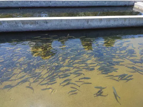 Trout in raceway, Crystal Lake Hatchery.