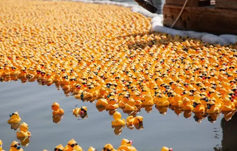A massive group of yellow rubber ducks floating in water.