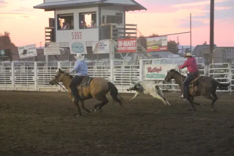 Two cowboys on horseback herd a calf in an arena during a rodeo event.