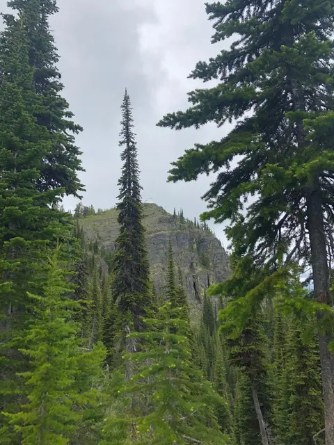 A view of a mountain ridge framed by tall evergreen trees.