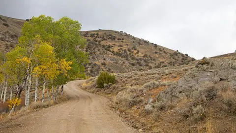 A dirt road winds through a hilly landscape with trees and dry brush.