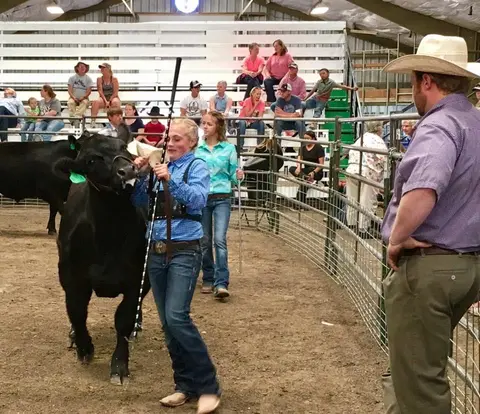 A young person shows a black calf in an indoor ring while spectators watch.