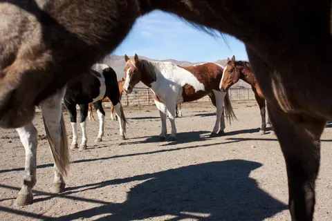 Several horses stand in a dirt corral on a sunny day.