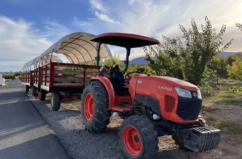 An orange tractor pulling covered wagons along a road beside an orchard.