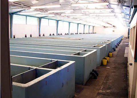 An interior view of a fish hatchery with rows of long concrete tanks.