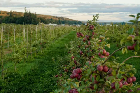An apple orchard with ripe red apples growing on trellised trees.