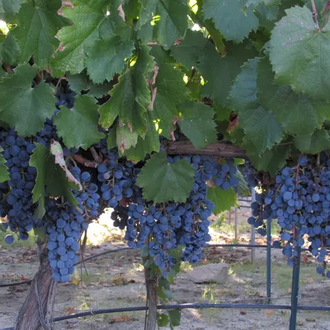 A grapevine laden with clusters of dark blue grapes and green leaves.