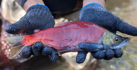 A person wearing gloves holds a red salmon.